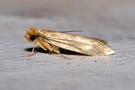 Moth Removal Oakhampton & Cornwall